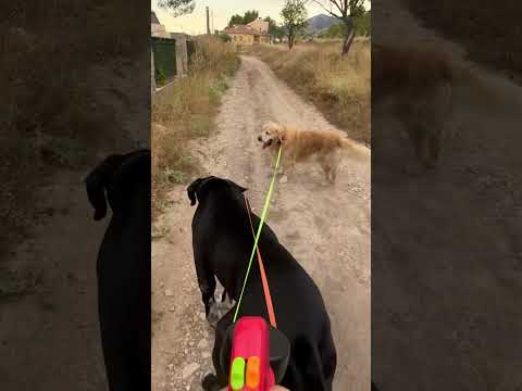 Mis 2 perros van por libre con esta correa anti enredos #correadoblequegira #doglife #productoviral