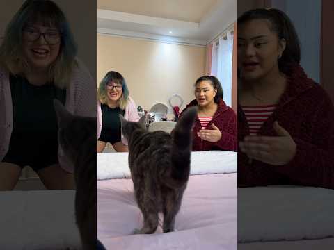Who will my cat pick? 🤔