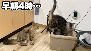 早朝4時に起きてしまった猫たちがテンションヤバすぎて大変なことになりました