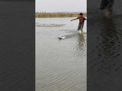 Green teal very fast 💨 running 🏃 duck in all ducks is fast subscribe