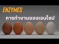 การทำงานของเอ็นซ่าม