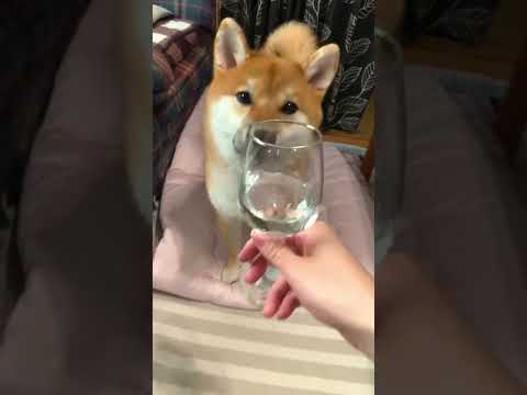 どっちが飼い主がわからない#shorts #犬のいる暮らし