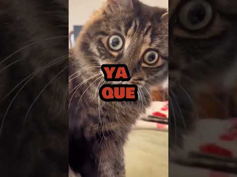 Cuatro cosas que tu gato odia
