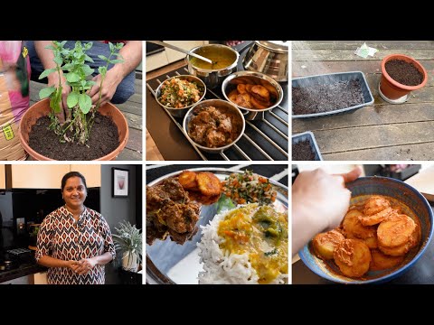 Morning to afternoon vlog|| Tasty lunch menu & gardening|| Try this simple yet tasty lunch combo