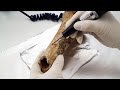Understanding Fossil Dating