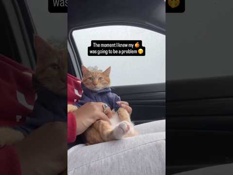 The ladies love him 🤭 #seventheorangecat #pupcup #catadventures #catlovers #cats #orangecat