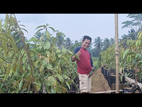 🔴SANG SIANGVDI LAPAK PEMBIBITAN DI SAWAH