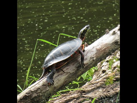 Hanging with Heckrodt: Wetland Wildlife Edition — Turtles