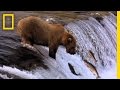 Grizzly Bear Fishing Techniques