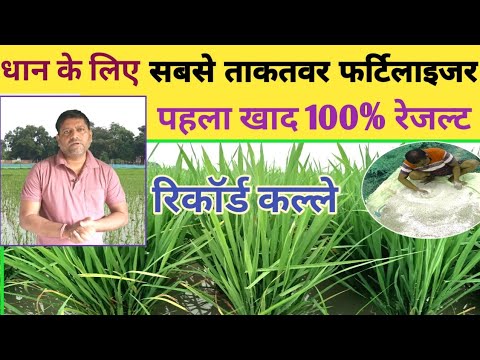 धान की फसल के लिए सबसे ताकतवर फर्टिलाइजर, रिकॉर्ड कल्ले, पहला खाद 100% रेजल्ट paddy top fertilizer
