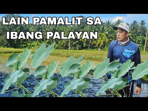Lain Gabi Farm simulan na naming magtanim Pamalit sa Palay low maintainances