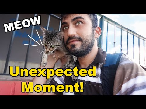 Unexpected Encounter: Stray Cat Climbs Onto My Shoulder!🐾Heartwarming Moment( Cat Lover ) Lucky Paws