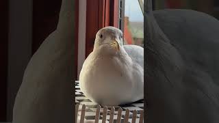 ¡¡Mi Mascota Gaviota Me Mordió OTRA VEZ!!!