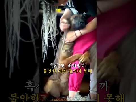 유기견이 입양되는 순간에 보인 '눈물겨운 반응'