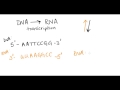 Understanding DNA and RNA Complementary Base Pairing