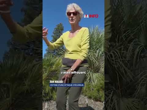En Californie, des écureuils agressifs sèment la terreur