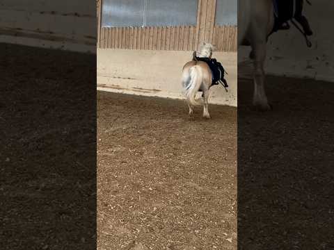 Abgang ☺️????‍♀️???☺️ #pferd #horse #reiten #pferde #fail #crash #unfall #leadiestuntfrau