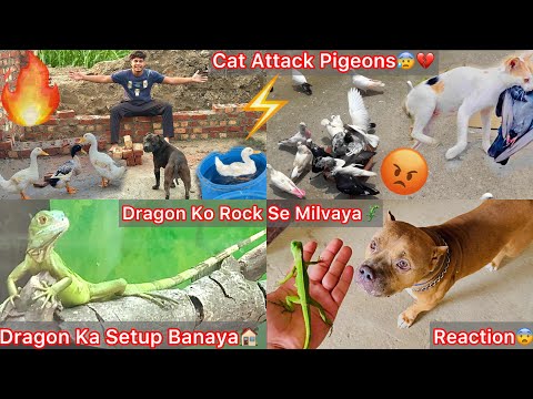Dragon Ko Rock Se Milvaya🦎Dragon Setup Banaya🏠|| Cat N Upper Vala Pigeons Ko Maar Diya😡💔