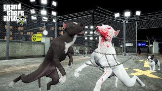 ARENALAR FATİHİ TERMİNATÖR BABASI BEYAZ PİTBULL JACK'LE DÖVÜŞÜYOR! - GTA 5 PİTBULL'UN HAYATI