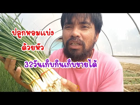 วิธีปลูกหอมแบ่งในกระถางปูนปลูกด้วยหัวมือใหม่ทำตามได้เลยเต๋าส เต๋า สายกลาง วิธีปลูกหอมแบ่งในกระถางปูนปลูกด้วยหัวมือใหม่ทำตามได้เลยเต๋าส