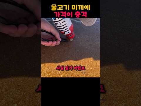 5000원짜리 미끼의 정체는? 바다를 뒤흔든 비치웜