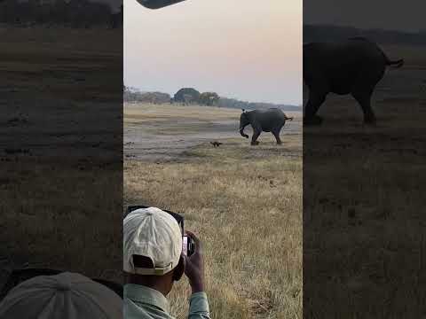 Honey Badger Fiercely Fights With Elephant - 1700408
