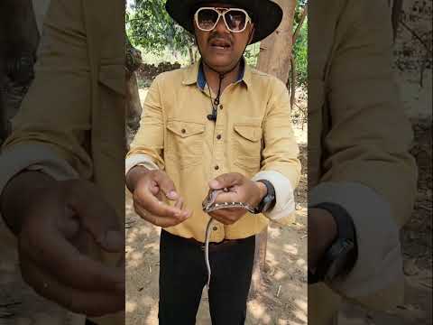 भारत देश का सबसे जहरीला सांप #youtubeshorts #shortvideo #trending
