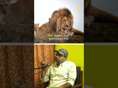 Is the nature of Asiatic lions of Gujarat meets with Tiger?....#wilflife #indianlion #tiger