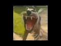 Understanding the Scream