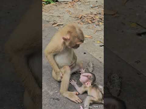 Verticle View1 #funnyanimal #babylovermonkey