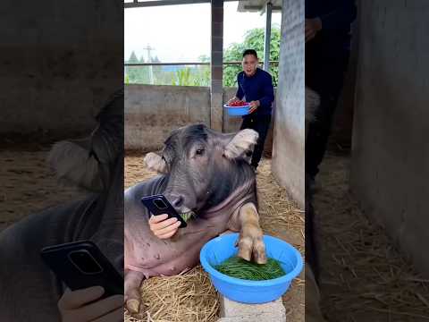 A vaca se ferrou ๐๐ #humor #viral #comedy #flyp #comedia #funny #funil #memes