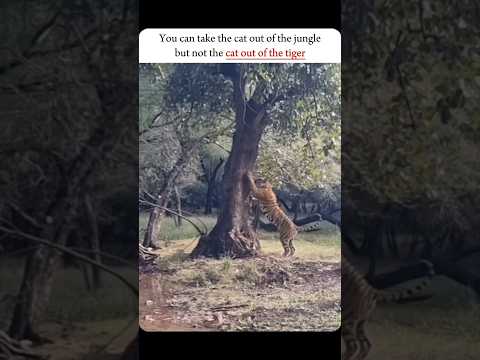 || The cat....                                                                               #shorts