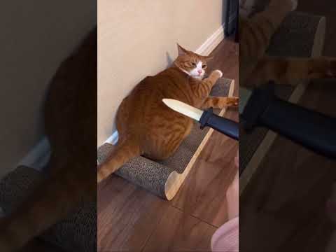 ??? #viralvideo #funny #trending #cat #trending #travel #video #viralshort #viralshorts #vlog #viral
