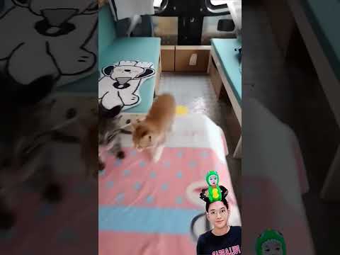 KUCINGNYA IKUT TERUS⁉️GAK MAU DI TINGGAL😱😍