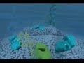 Exploring Key Features of the Cell Membrane