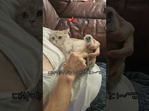 부모님집에 고양이 대꼬가기 #먼치킨고양이 #munchkin