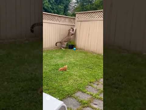 LEOPARD suddenly broke into a house, the brave CAT pulled an "ABSOLUTELY SHOCKING" move! 😱🤯
