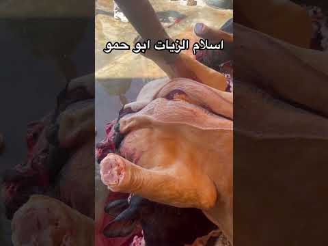 #اسلام_الزيات_ابوحمو #اسكندريه