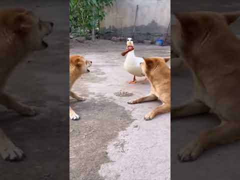 Era su herencia 😱