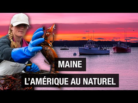 Maine : l'Amérique au naturel - Les incontournables - Homard - Nature -  Documentaire voyage - AMP