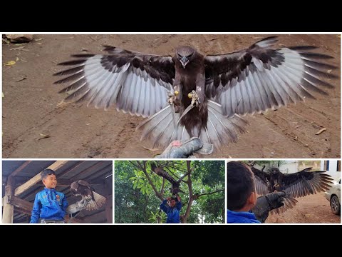 a little boy training a big bird of prey, hawk eagle