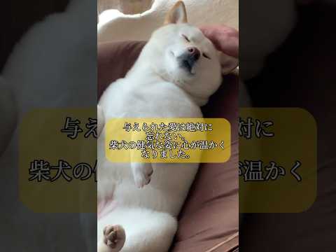 無償の愛。柴犬の健気で愛情深い姿に胸が温かくなりました。　#shorts #柴犬 #犬 #dog