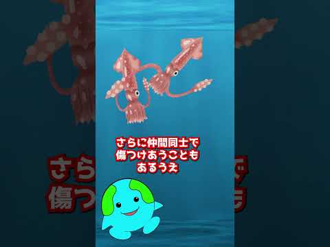 人間が養殖できなかった生物【イカ】#shorts #生物  #動物
