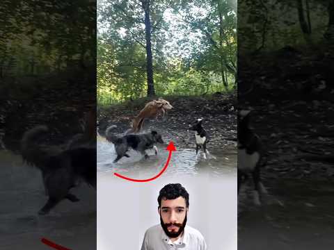 قفزة كلب مذهلة فوق رفاقه في الوادي#youtubeshorts #