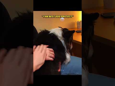 The Last Others Dogs Protection vs This Dog #edit  #dog #trollfaceedit #troll