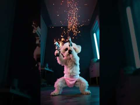 The puppy went alone to rescue its father#animals #dogs #dog #story #funny