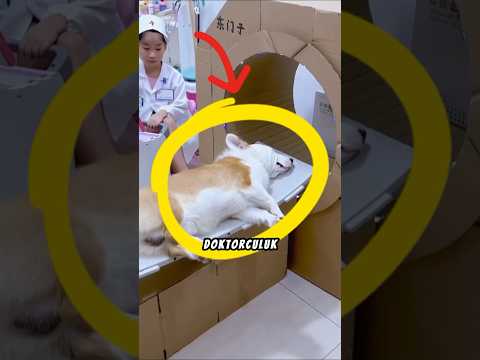 Bu Köpek Hasta Taklidi Yapıyor‼️🐶