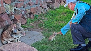 Una RATITA DE CAMPO es su MASCOTA!