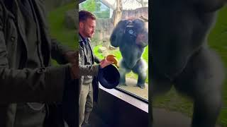 The silverback gorilla watches humans perform magic tricks