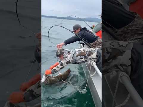 185lb Halibut!! #bigdawg #halibut #alaska #fishalaska #sitkaalaska #sitka #fish #ak